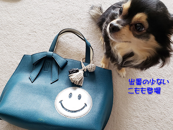 スマイルバッグと我が家の愛犬チワワ